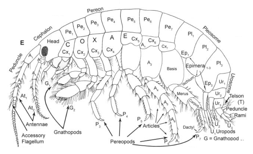 figure image